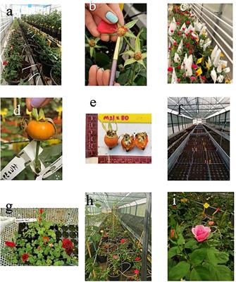 Crossability of miniature rose and quantitative and qualitative traits in hybrids